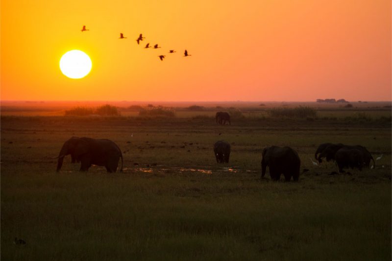One Second-Réintroduction de la chasse aux éléphants au Botswana- quel rôle jouons nous?