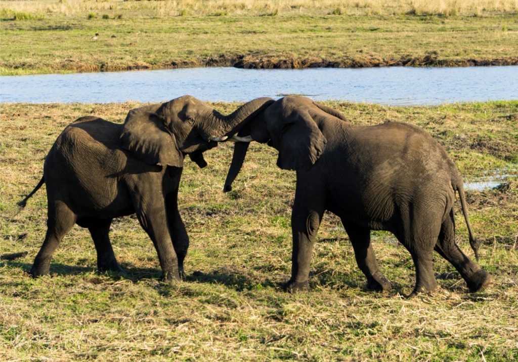 One Second-Réintroduction de la chasse aux éléphants au Botswana- quel rôle jouons nous?-combat éléphants mâles