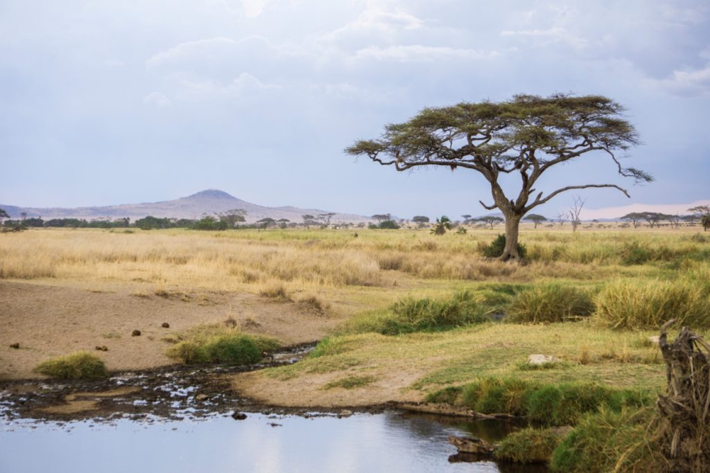 Classic Serengeti landscape