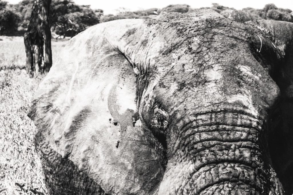 Close up of elephant bull in Tarangire National Park