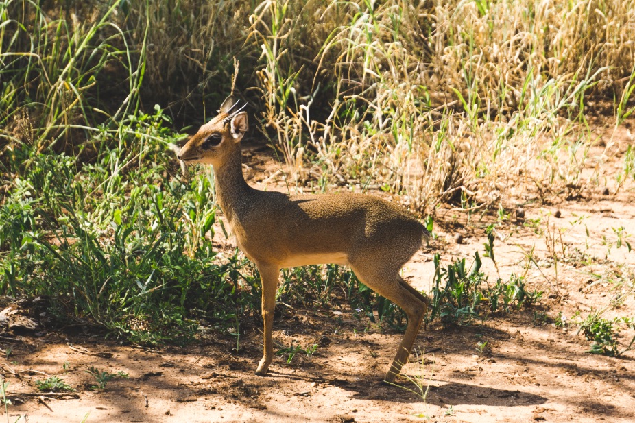 Dik-dik in Tarangire National Park