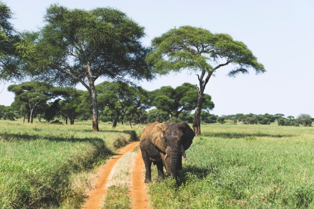 Elephant bull alone in Tarangire National Park