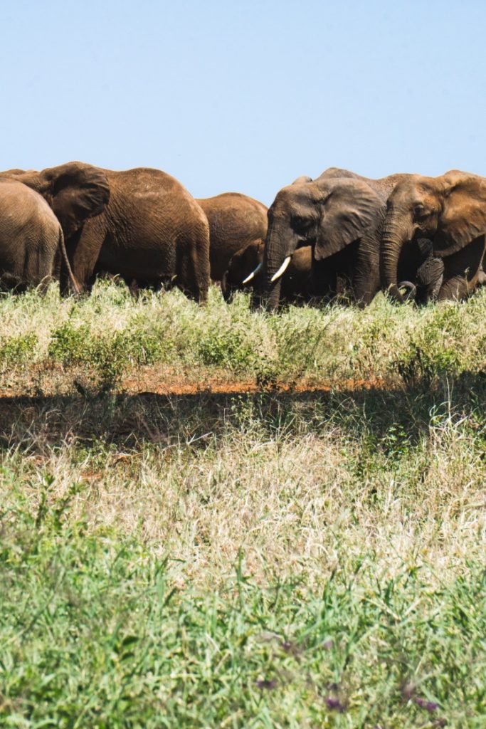 Elephant herd in Tarangire National Park