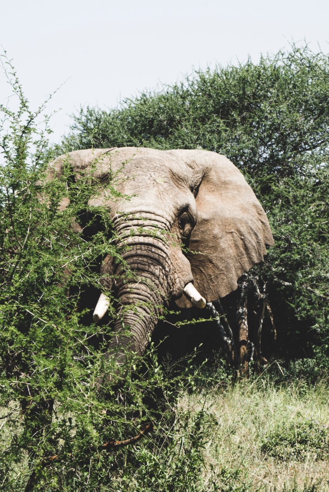 Elephant hiding in Tarangire National Park