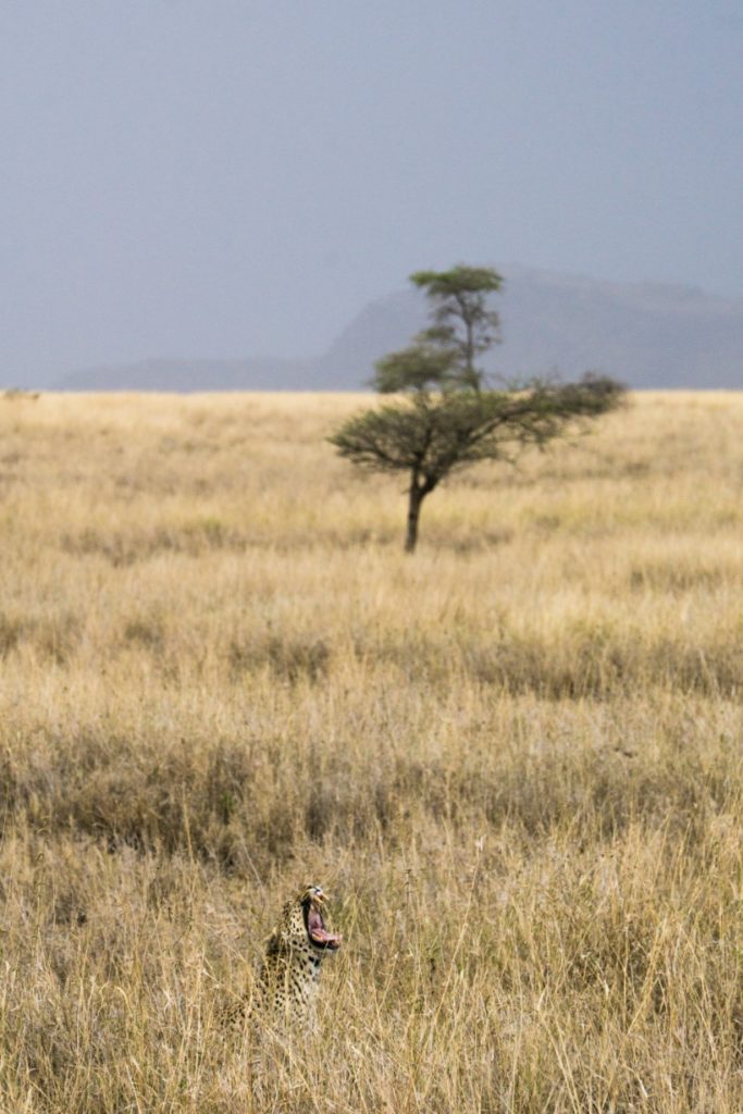 Elusive leopard in Serengeti