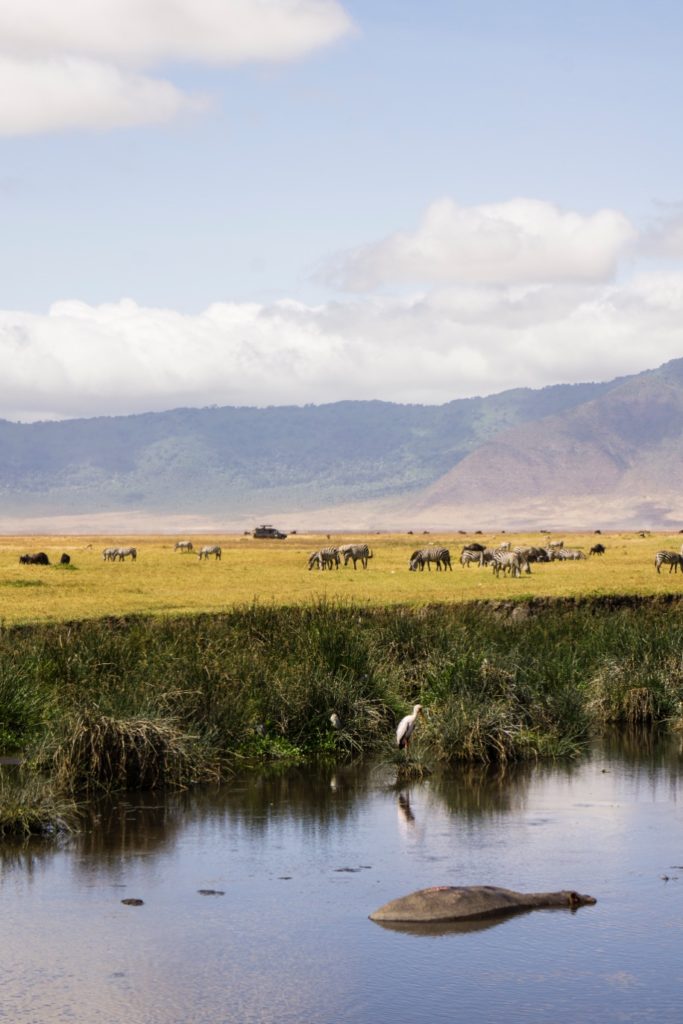 Hippo in Ngorongoro Crater