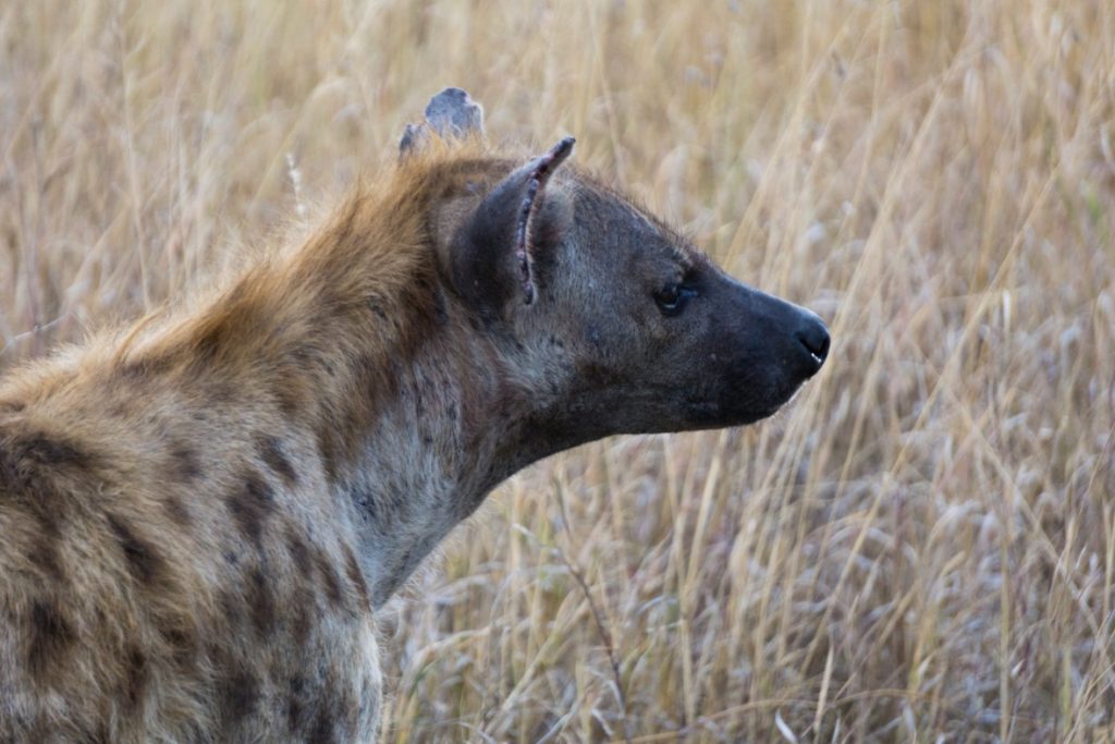 Hyena in Serengeti