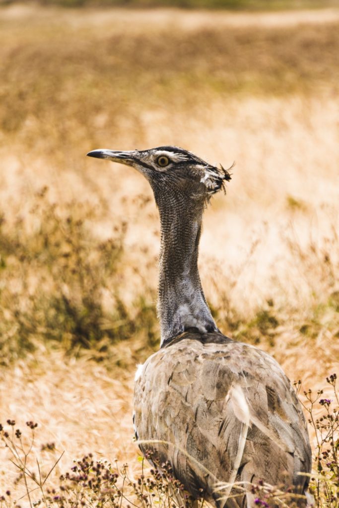 Kori bustard in Ngorongoro Crater