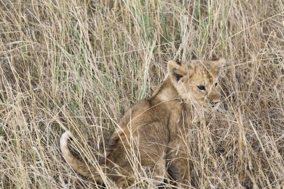 Lion cub in Serengeti