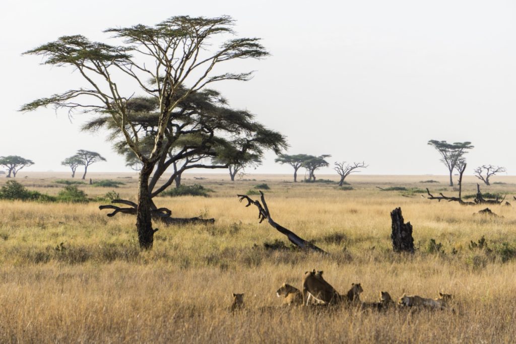 Lion pride in Serengeti