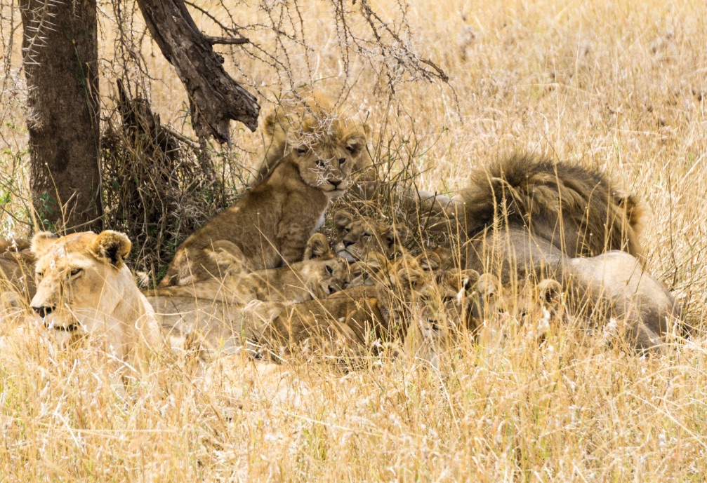 Lion pride under tree in Serengeti