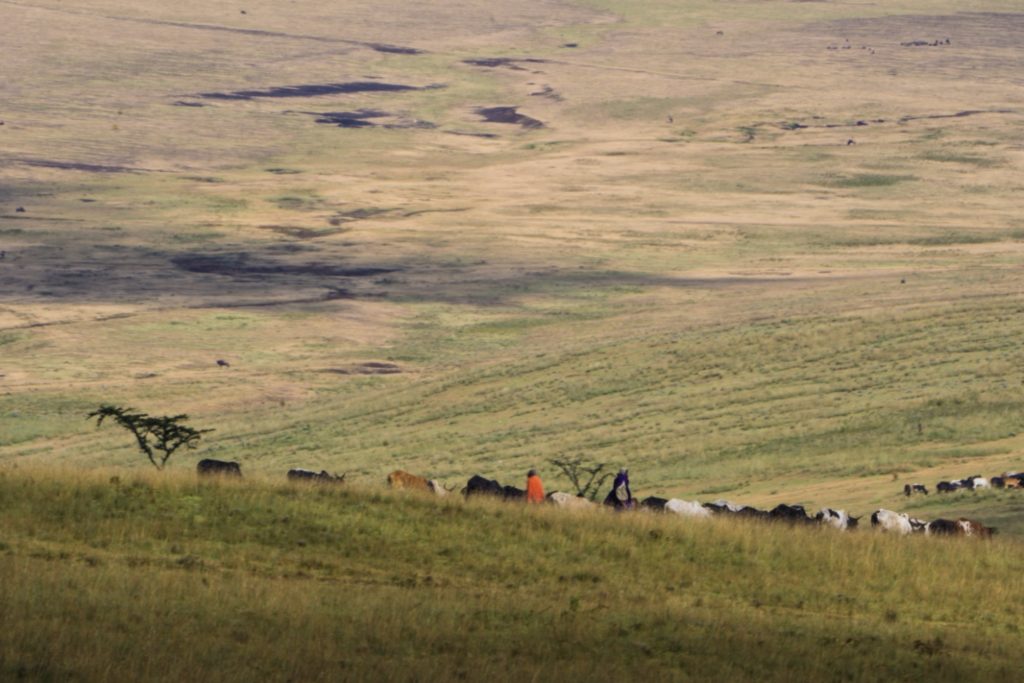 Maasai with herd