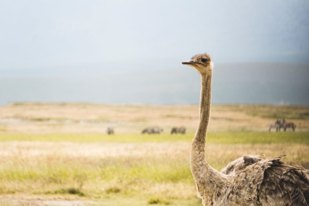 Ostrich in Ngorongoro Crater