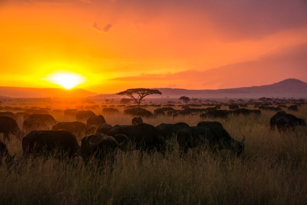 Probably one of my best sunsets I ever witnessed in Serengeti