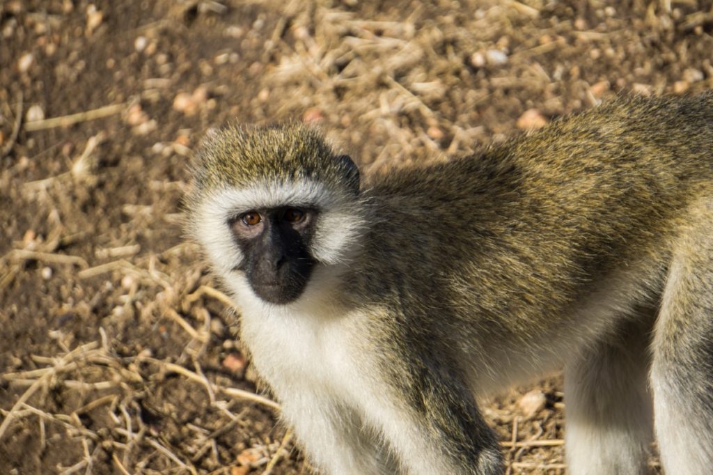 Vervet monkey in Serengeti