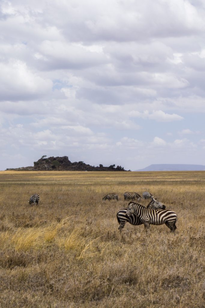 Zebras in Serengeti