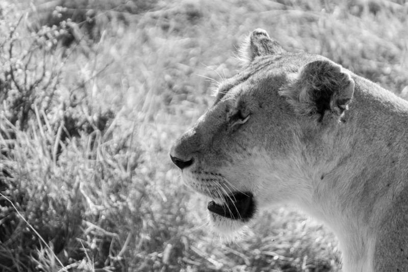 majestic Lion in Maasai Mara