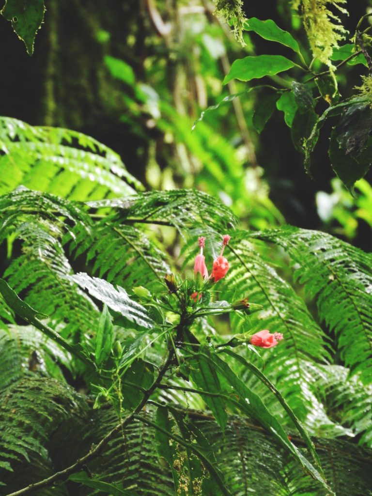 One Second- Costa Rica- Fôret de nuages Monteverde- Nature