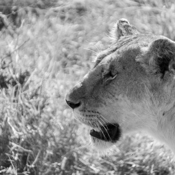 Majestueuse lionne dans la réserve nationale du Masai Mara au Kenya