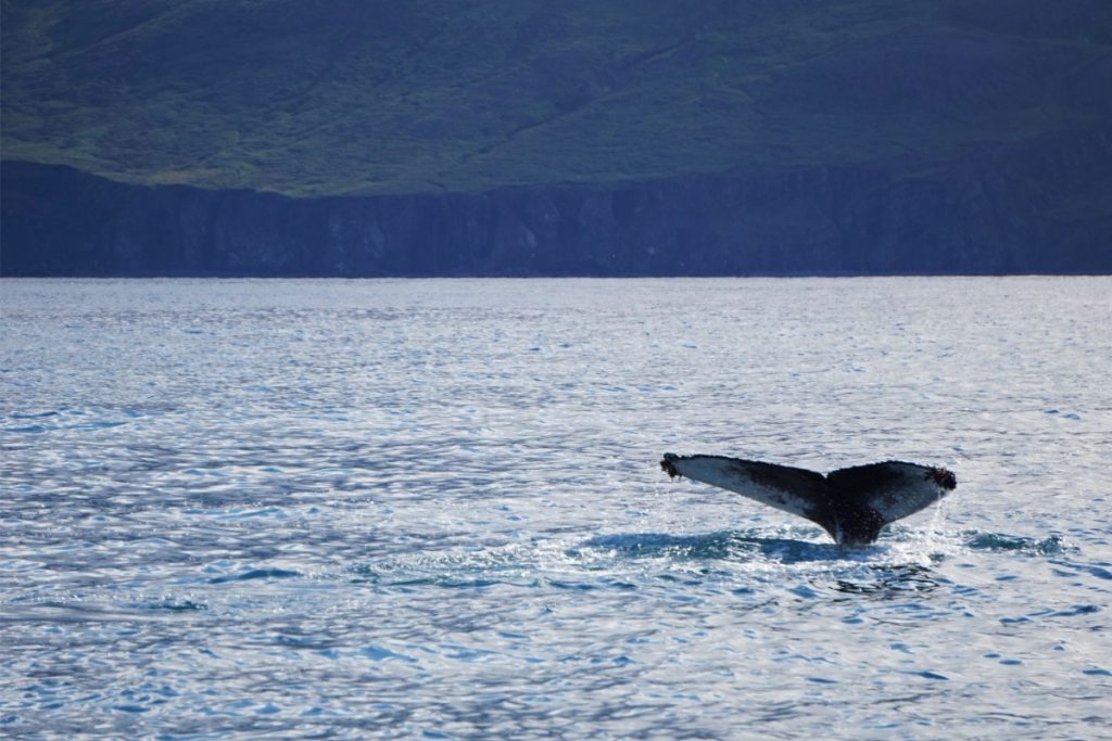 One-Second-Les-10-meilleurs-endroits-secrets-dIslande-à-ne-pas-manquer-Akureyri-queue-baleine