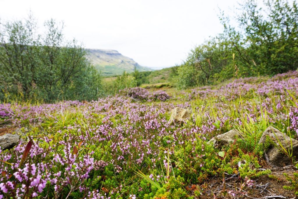 One Second-One Second-Les 10 meilleurs endroits secrets d'Islande à ne pas manquer -Glymur - fleurs