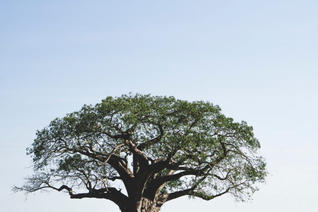 Cime d'un baobab au parc national du Tarangire