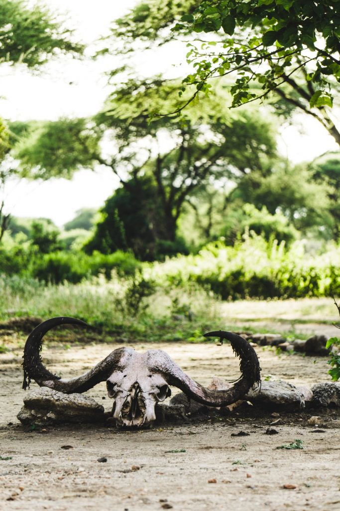 Crâne d'un buffle au parc national du Tarangire