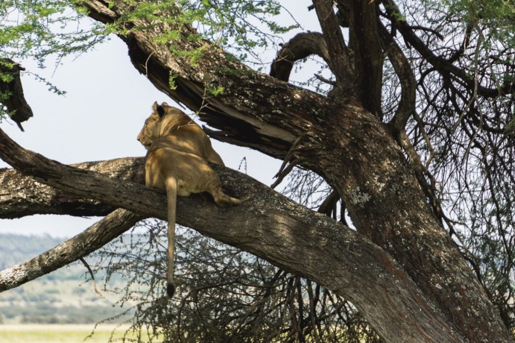 Lionne attendant sa proie perchée sur une branche d'arbre au parc national du Tarangire