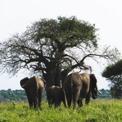 Troupeau d'éléphants s'en allant au parc national du Tarangire