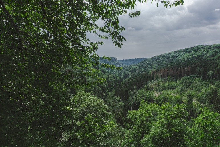 Gorge in the Black Forest in Germany