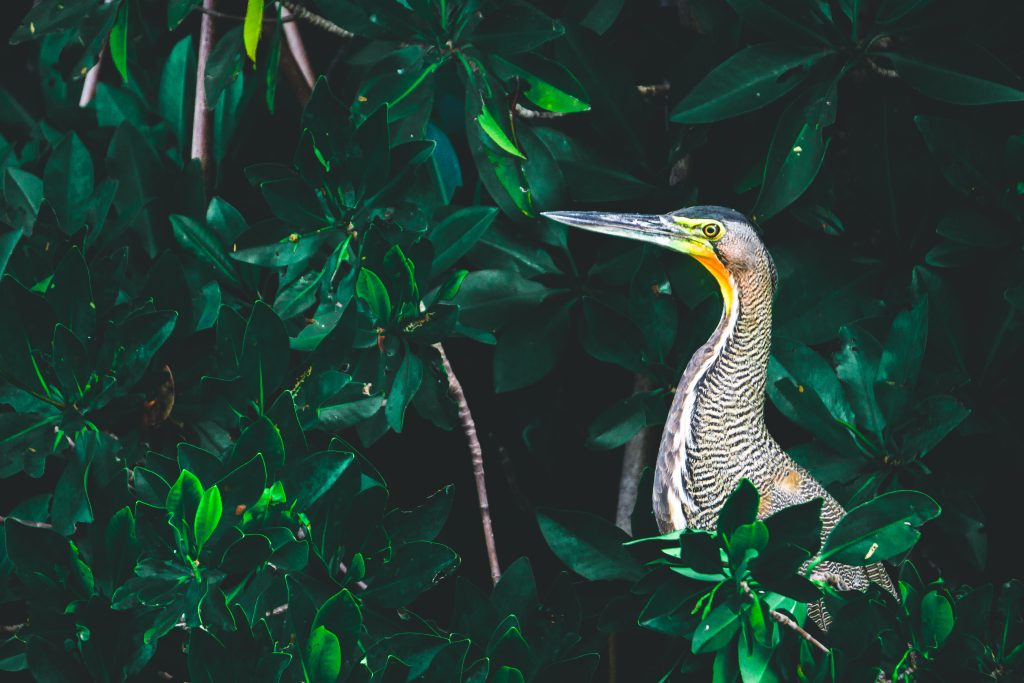 Découverte de la faune sauvage dans la réserve naturelle de Sian Ka'an - Yucatán - Mexique