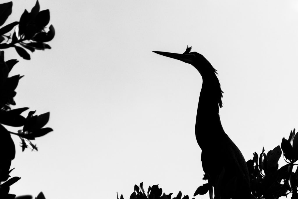 Wildlife in Sian Ka'an - Yucatán, Mexico in pictures