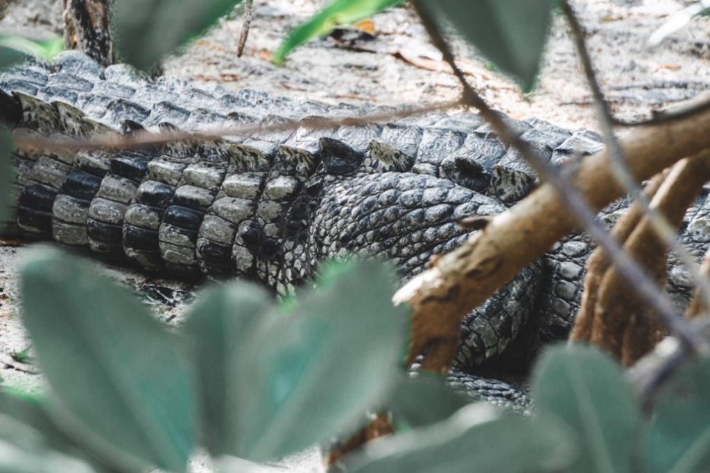 Wildlife in Sian Ka'an Reserve - Yucatán, Mexico in pictures