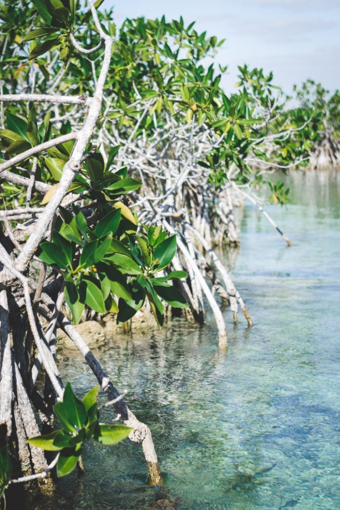 Rich fauna and flora in the Sian Ka'an Reserve - Yucatán, Mexico in pictures