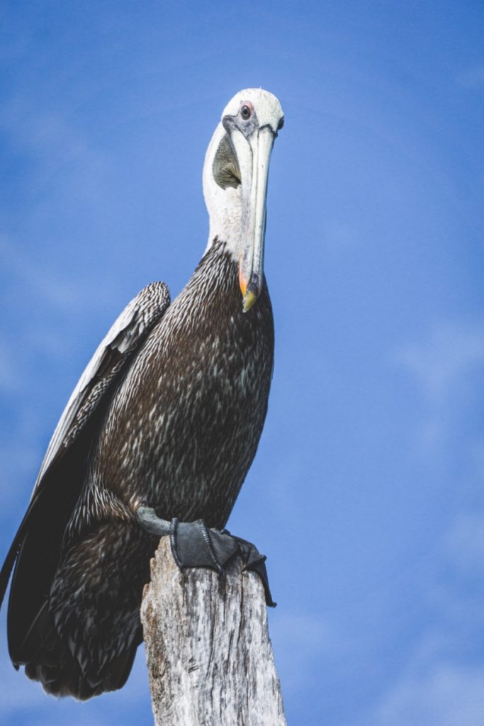 Wildlife in Sian Ka'an Reserve - Yucatán, Mexico in pictures