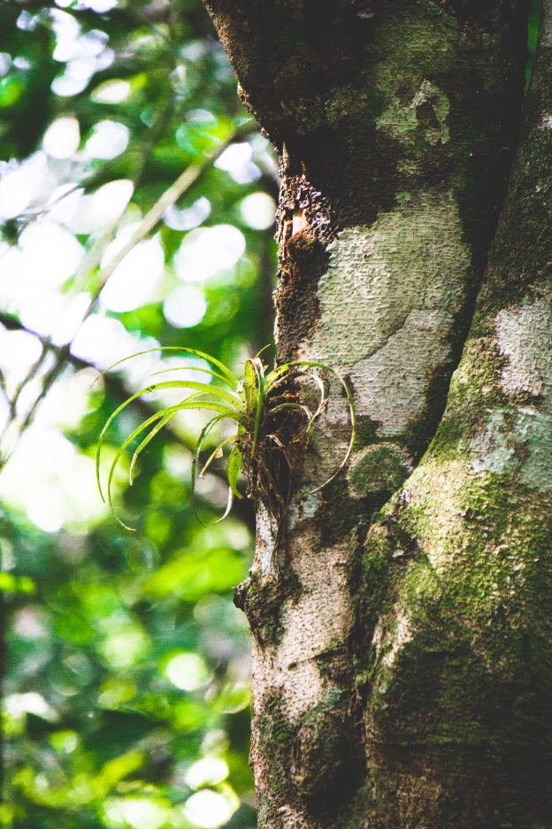 Flora - Yucatán, Mexico in pictures