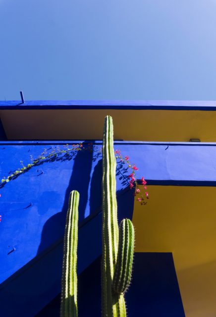 Cactus - Majorelle Garden - Marrakech