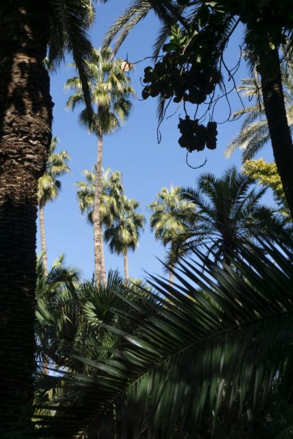 Palmtrees - Marrakech