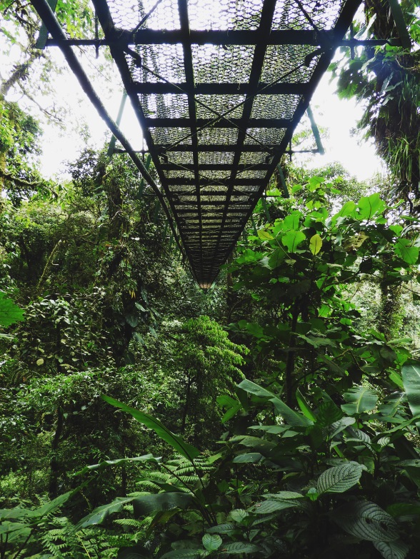 Canopy-Tour-Monteverde Cloud Forest