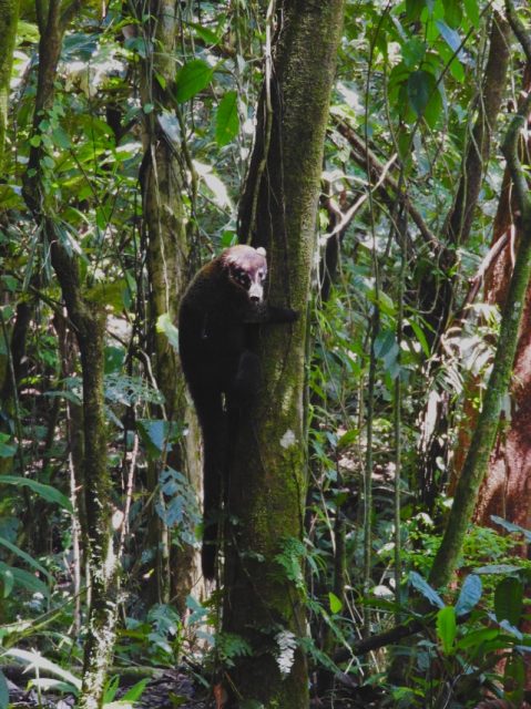 Coati-El-Chato-hike-Costa-Rica