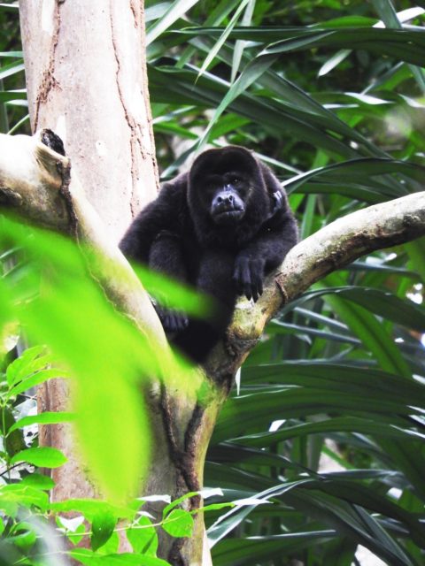 Howler-monkey-discover-costa-rica