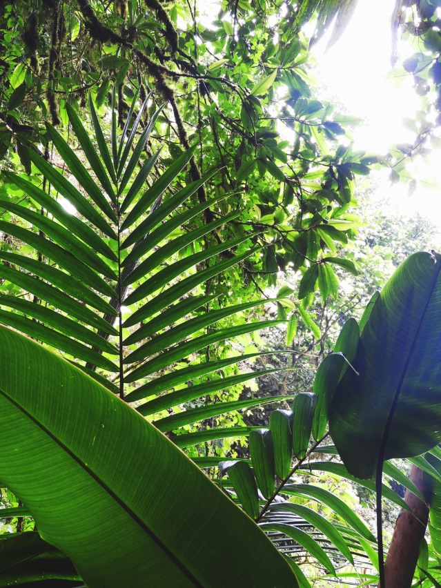 Luxurious-Monteverde-Cloud-Forest-Costa-Rica