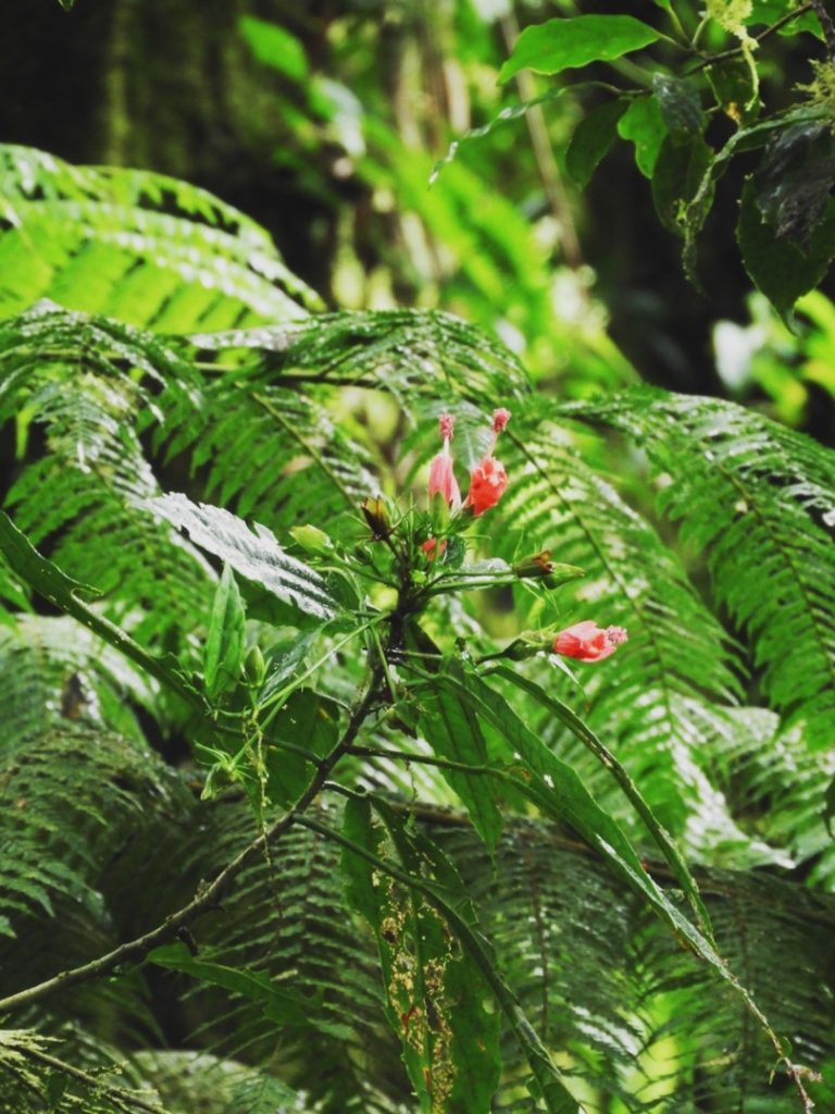 Monteverde-Cloud-Forest-Costa-Rica