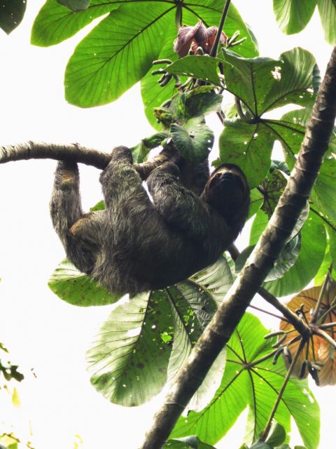 Sloth-Discover-Costa-Rica