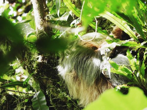 Sloth-Wildlife-Costa-Rica