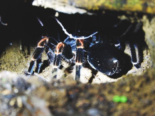 Tarentula-Wildlife-Costa-Rica