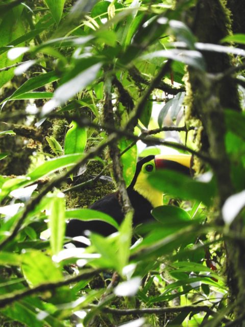 Toucan-Wildlife-Costa-Rica