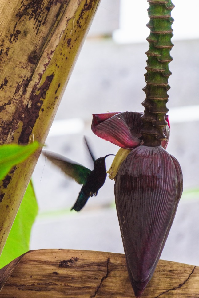 colibri-bananier-martinique-airbnb