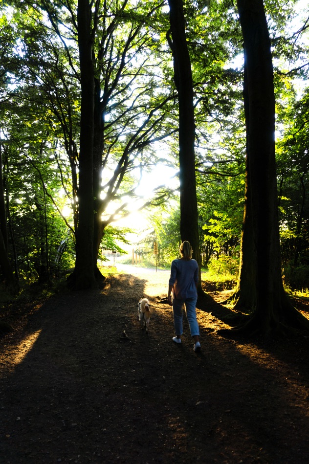 foret-parc-national-jasmund-allemagne