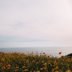 flowers-ocean-sustainable-banking